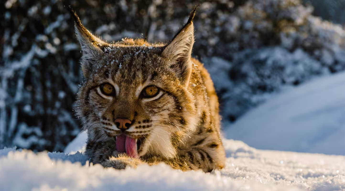 Le lynx à la reconquête de son territoire