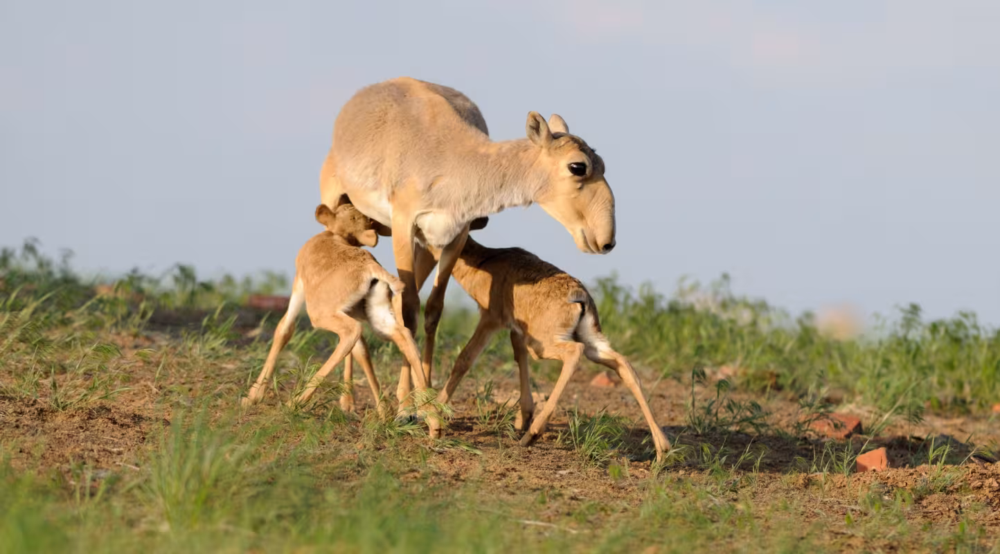 L’antilope saïga de retour à la maison !