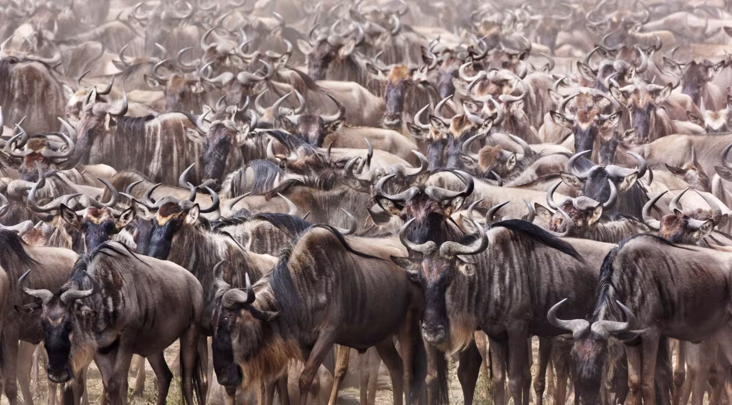 Vers une cohabitation plus apaisée en Zambie