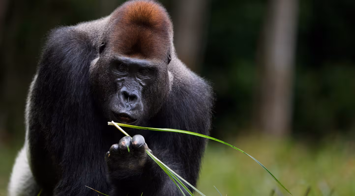 Bassin du Congo : la vie foisonne !