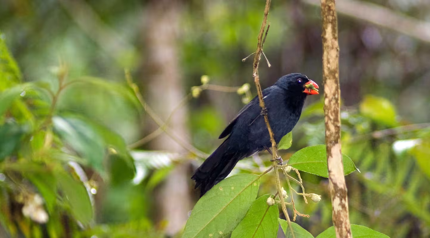 Pour sauver les forêts, l’union fait la force