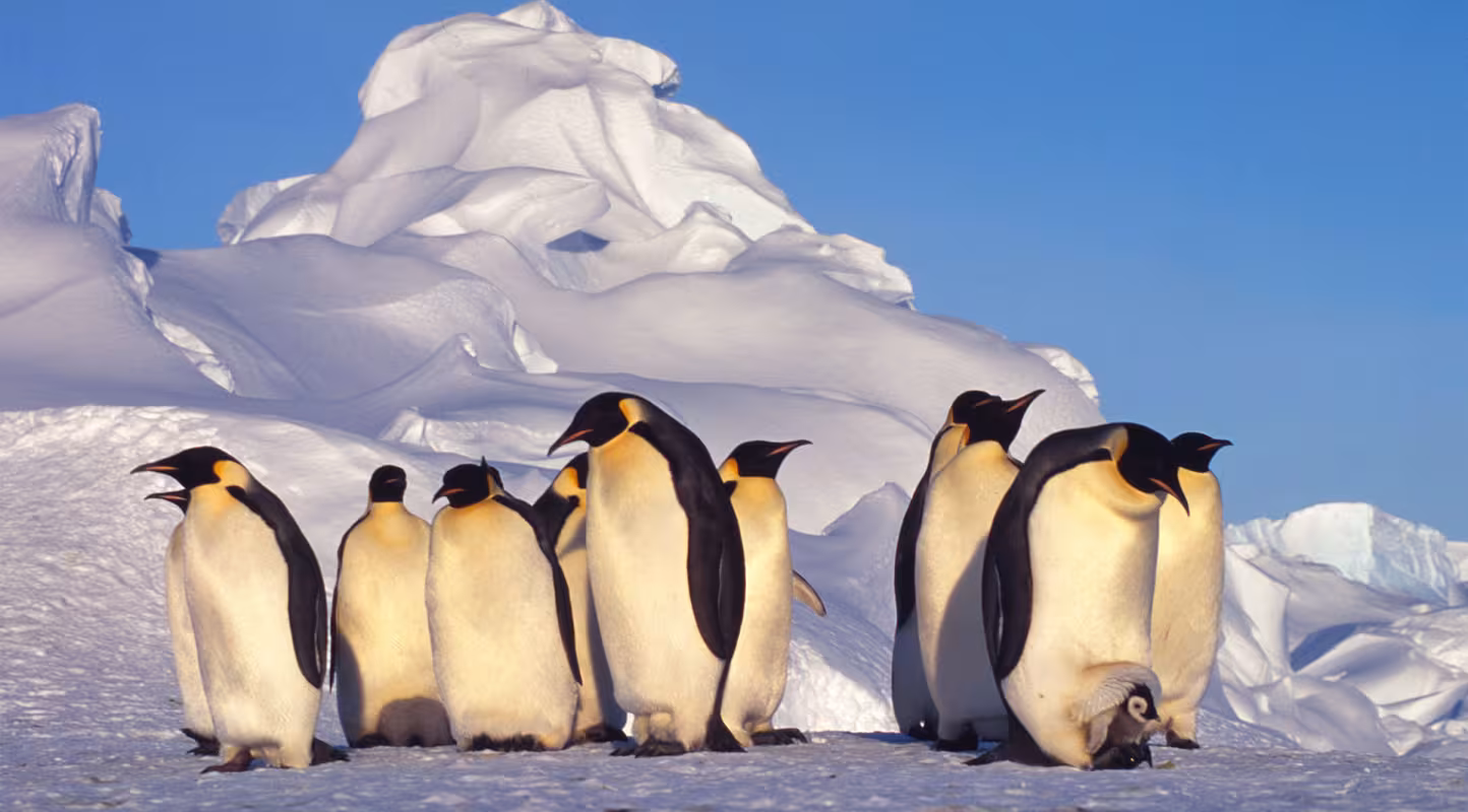 De nouvelles colonies de manchots détectées 