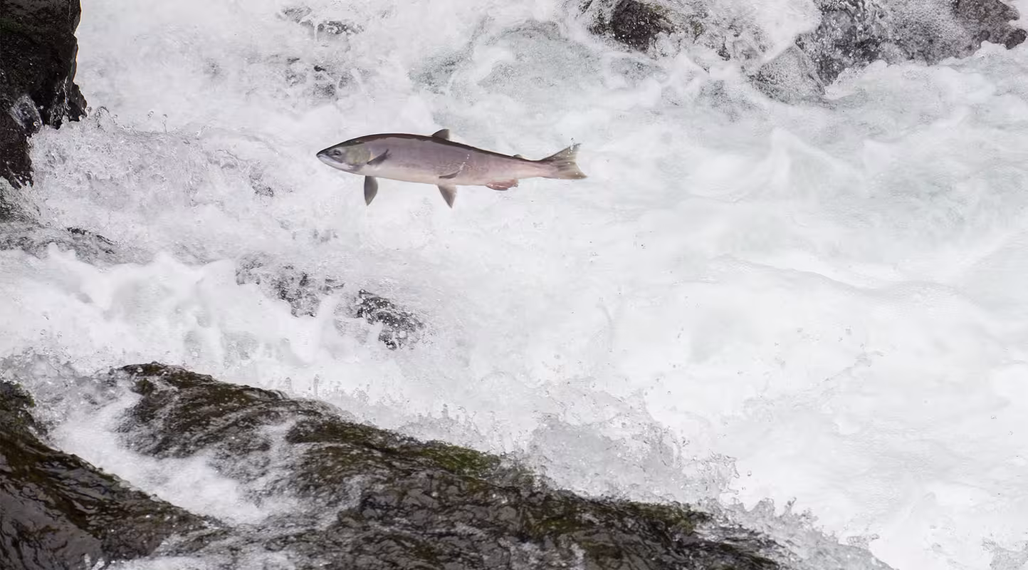 Au Canada le saumon royal se réinstalle