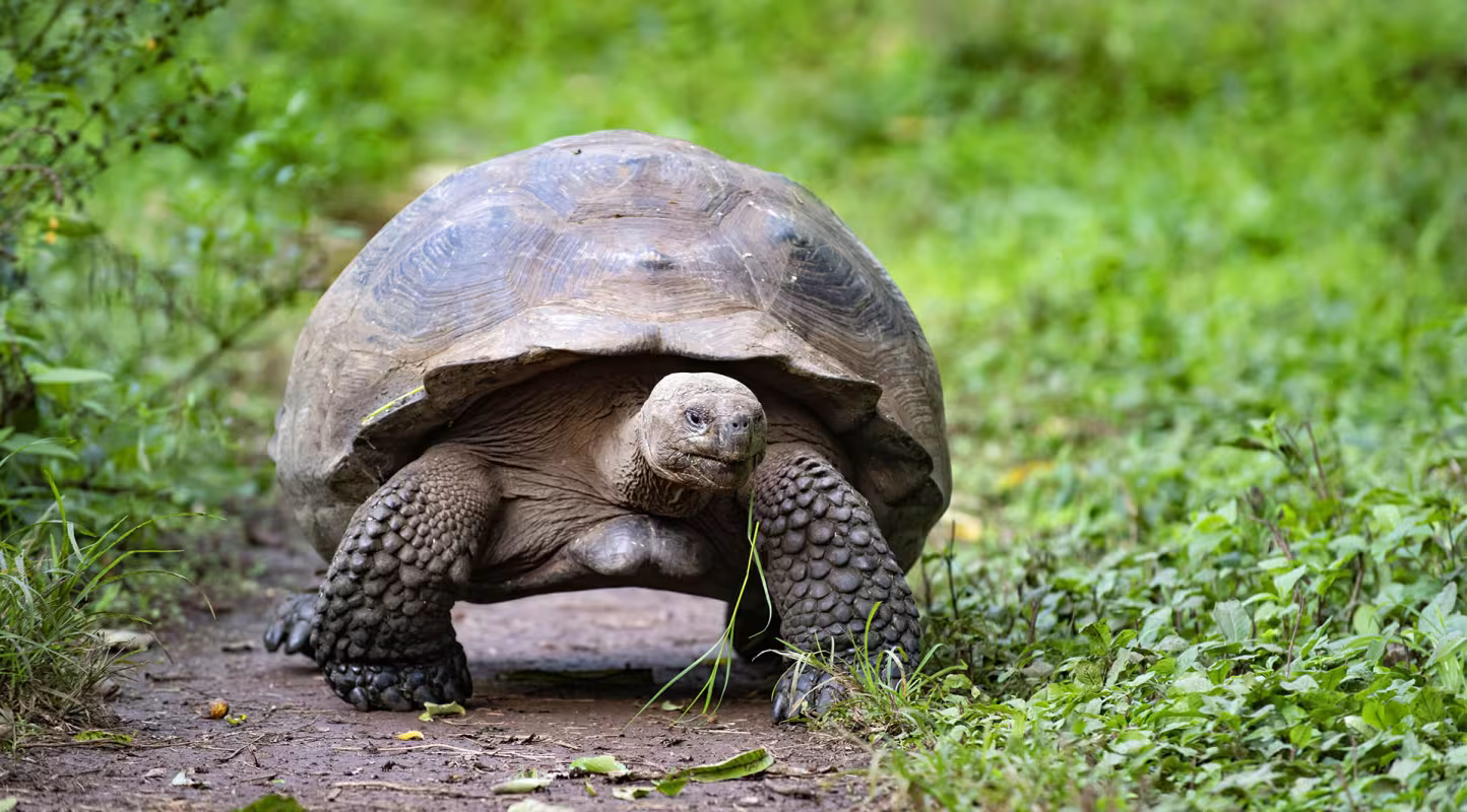 Île des Galápagos : 36 tortues retrouvent la liberté