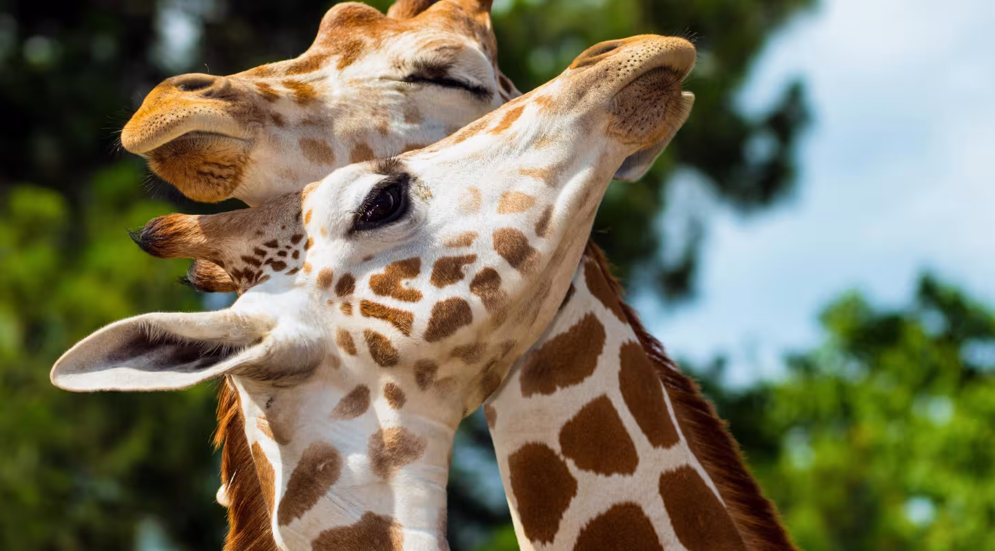 Pour les girafes, l’horizon s’éclaircit