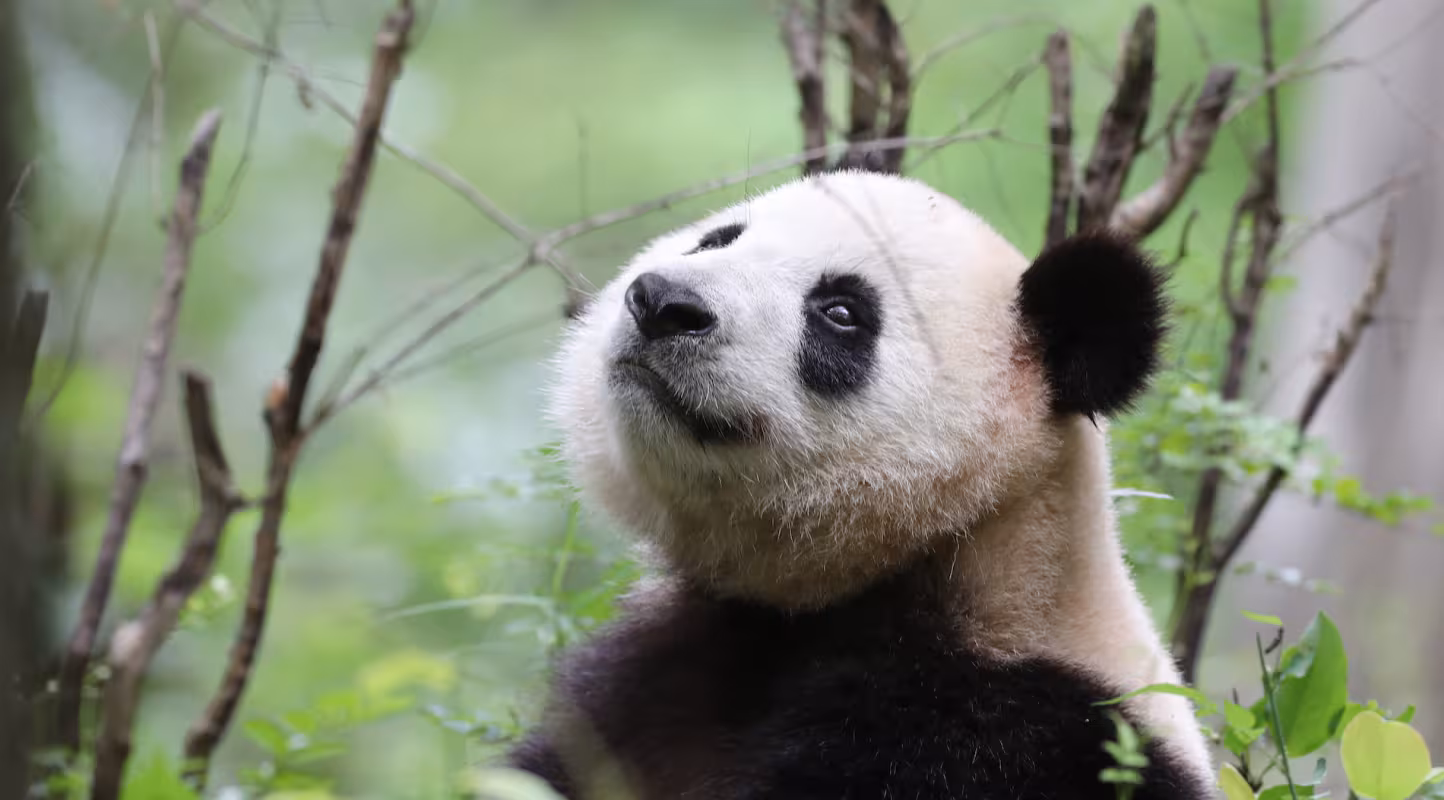 Le Panda reprend du poil de la bête