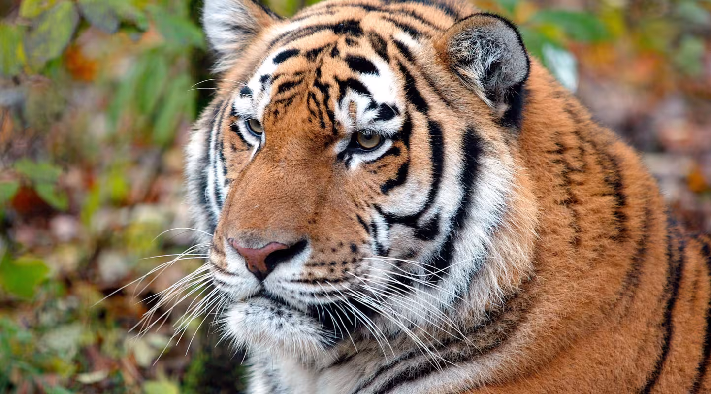 Portrait d'un tigre de Sibérie (Panthera tigris altaica)