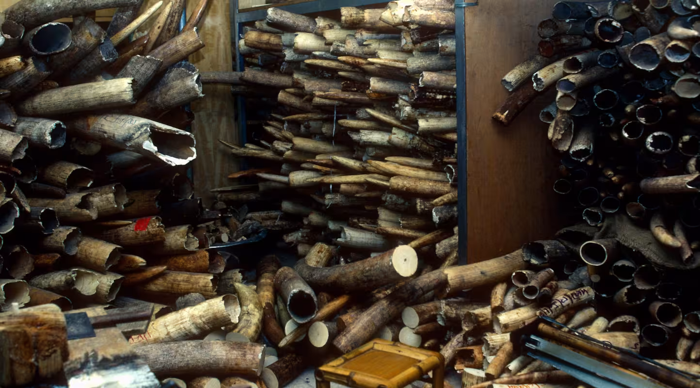 Stock d'ivoire dans une boutique, Hong-Kong