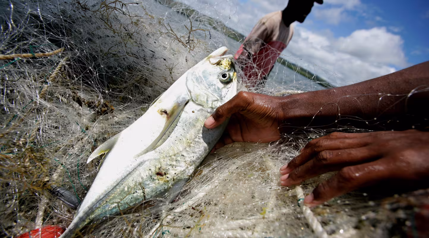 Pêche d'un poisson aux Fidji 