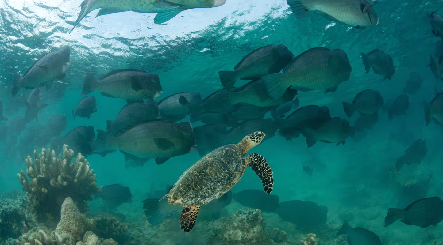 Tortue imbriquée (Eretmochelys imbricata) et poisson-perroquet à bosse (Bolbometopon muricatum), Sipadan (Malaisie)