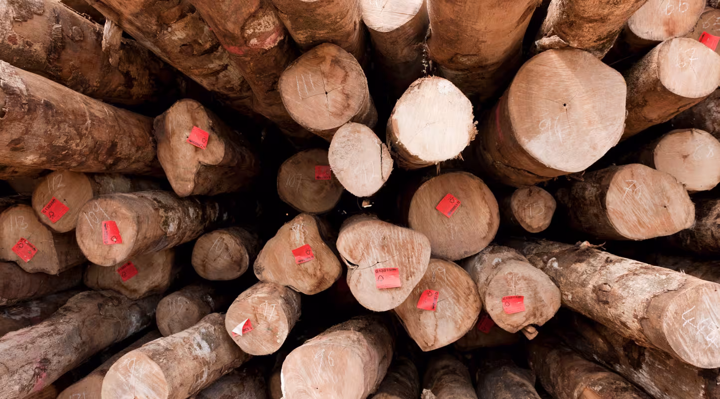 Bois certifié FSC de l'entreprise Kolombangara Forest Products Limited, Iles Salomon