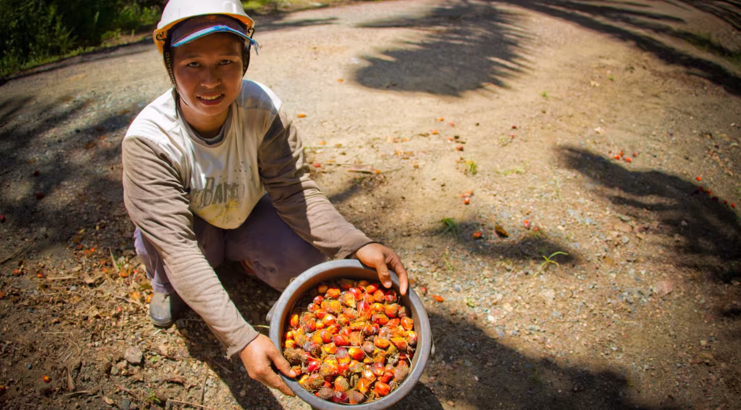 Récolte des fruits du palmier à huile dans une plantation de la région de Sabah (Malaisie)