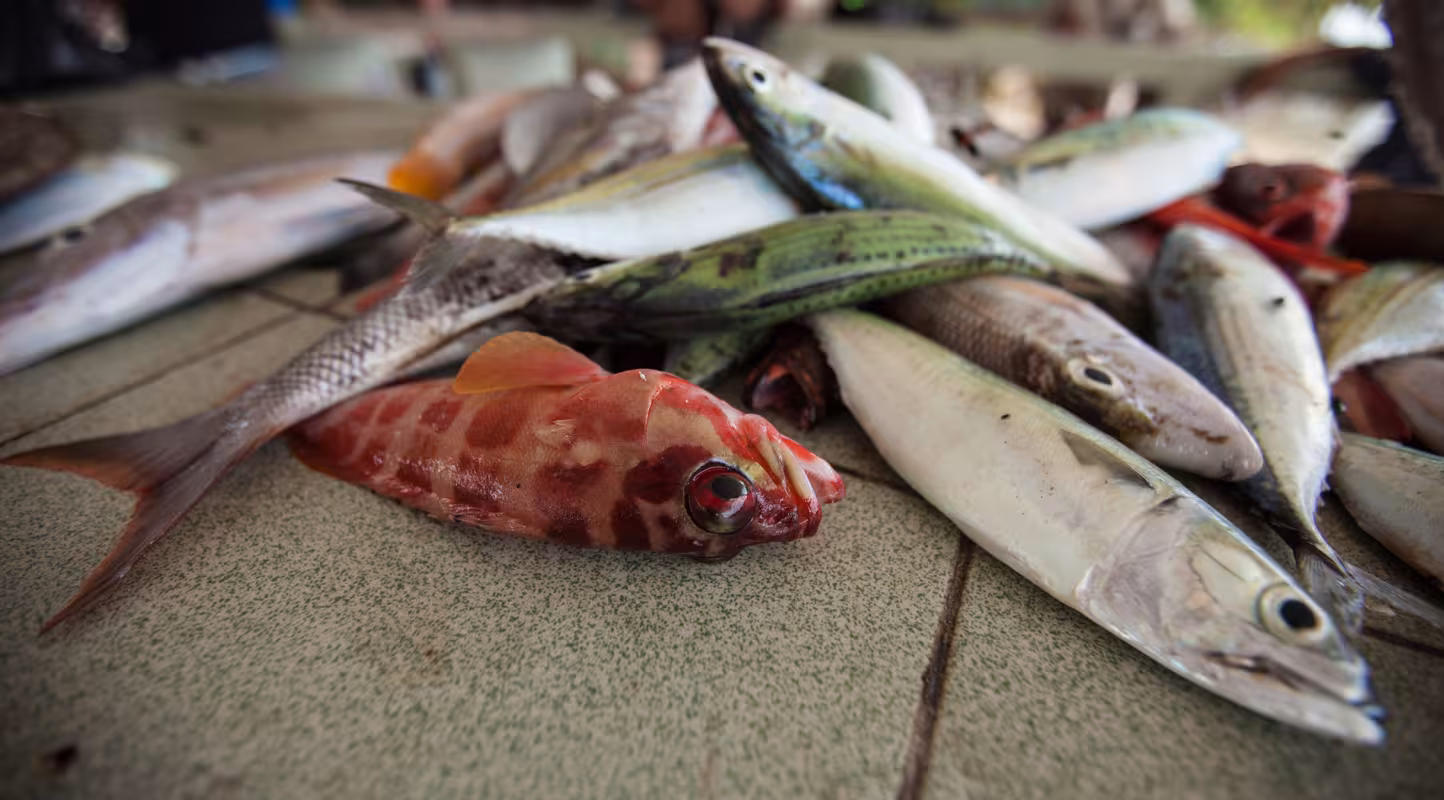 Poissons pêchés, Tun Mustapha Park (Malaisie)