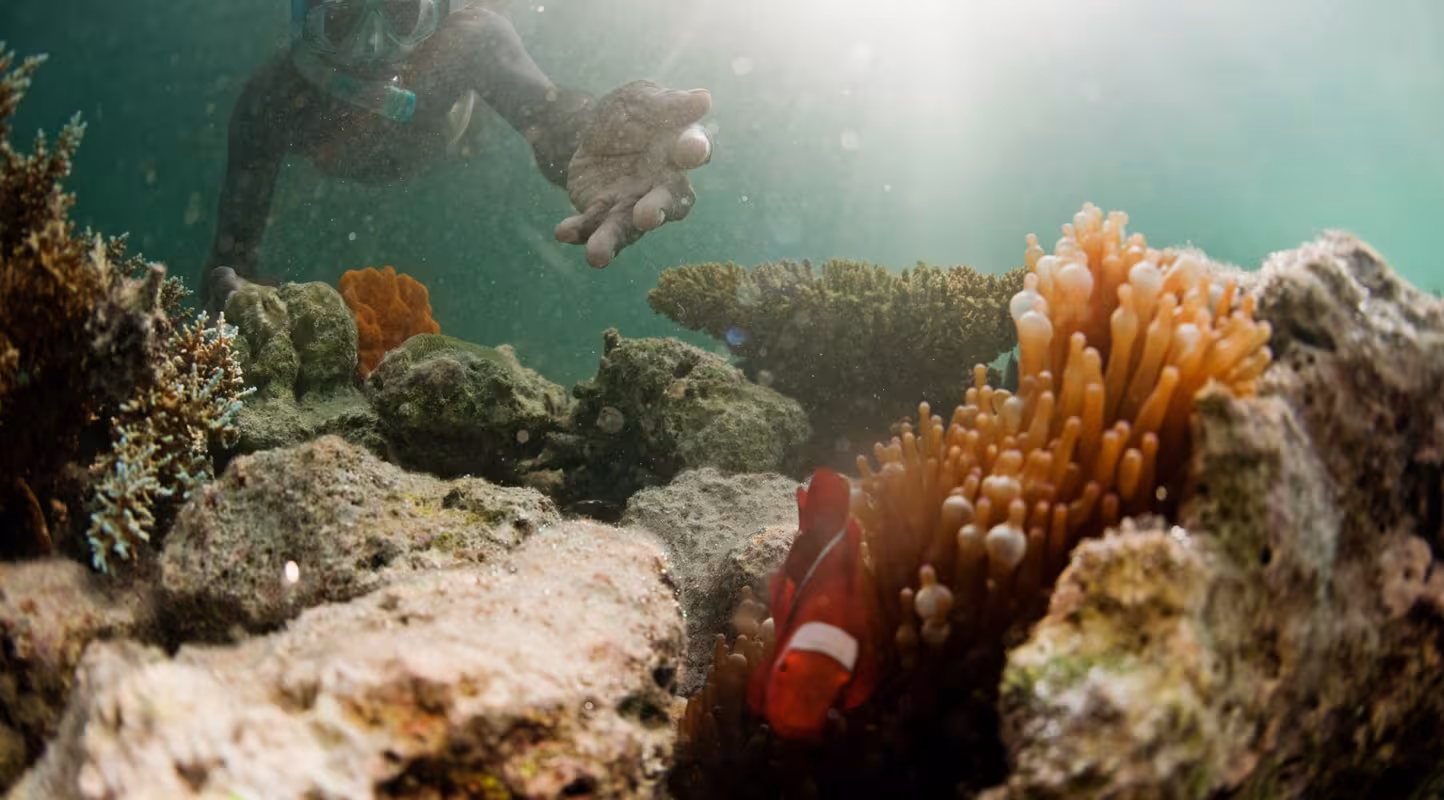 Aire marine protégée de Nusa Tuva aux îles Salomon