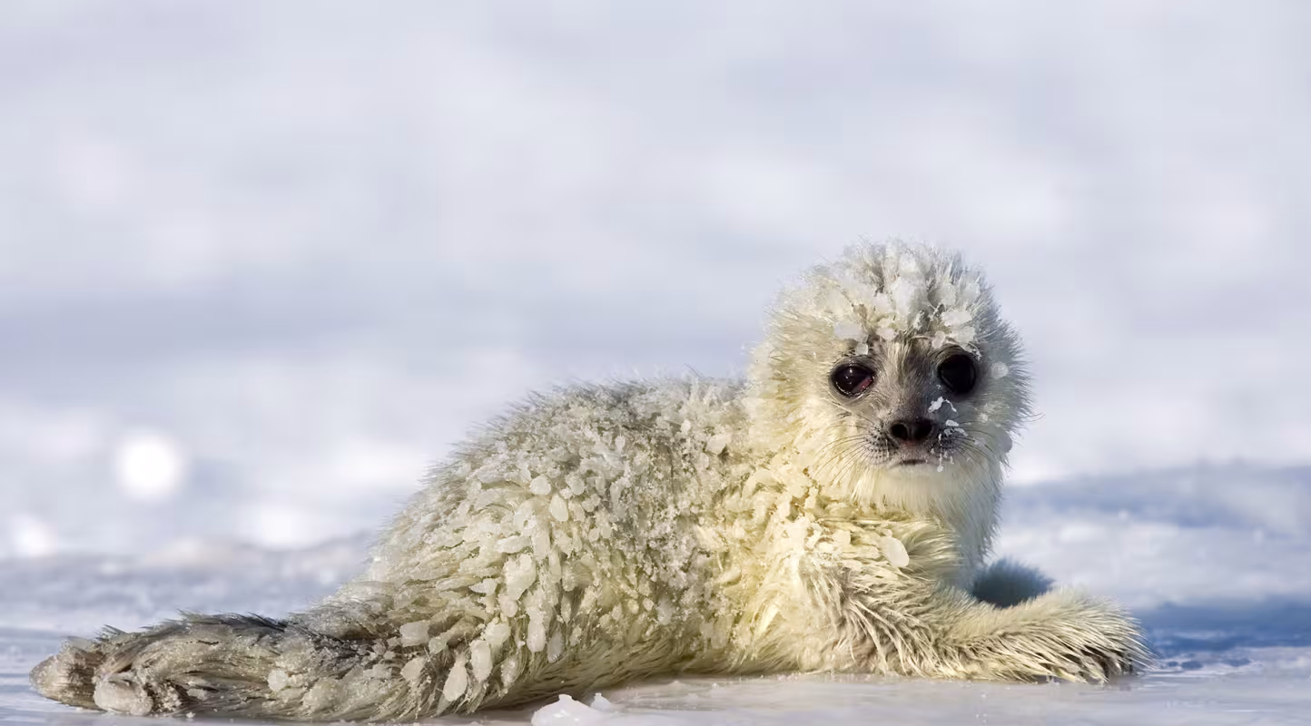 Phoque annelé (Phoca hispida) en Scandinavie