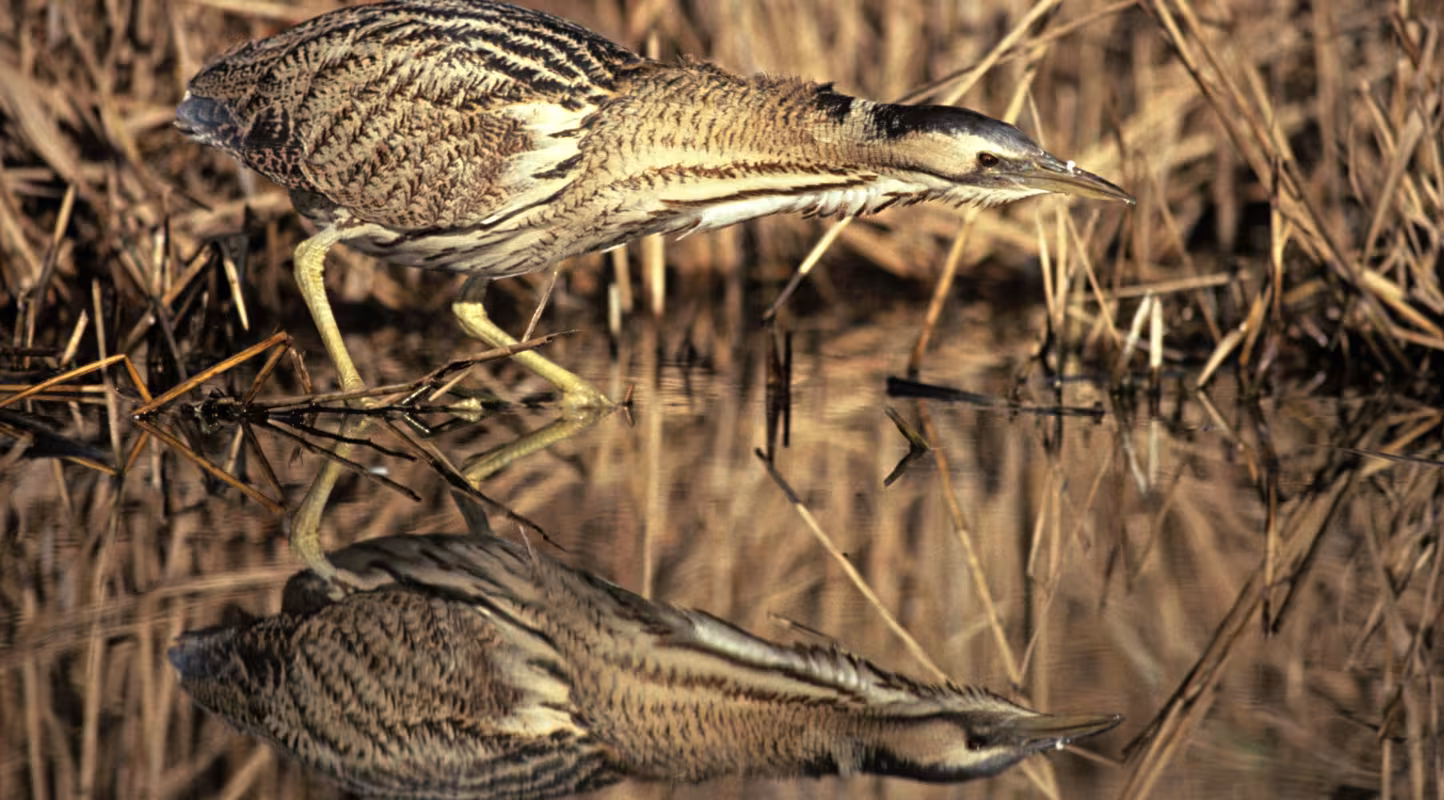 Butor étoilé (Botaurus stellaris) chassant dans une roselière en France