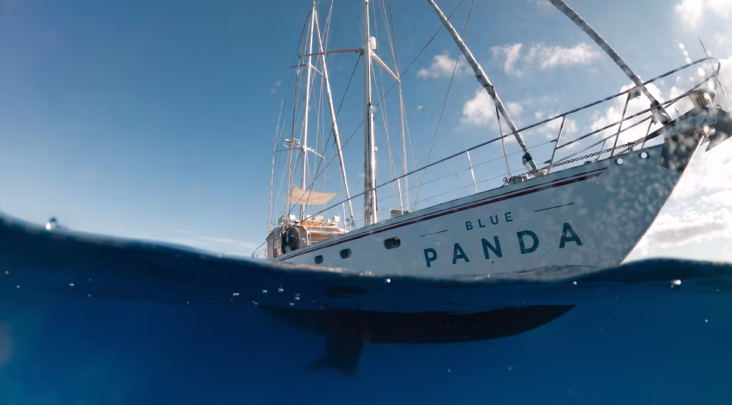 Blue Panda en mer 