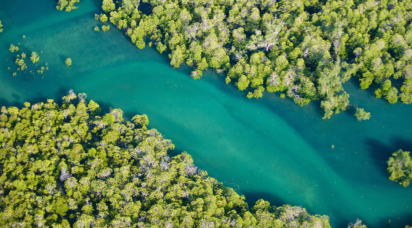 Mangrove Morondava à Madagascar.