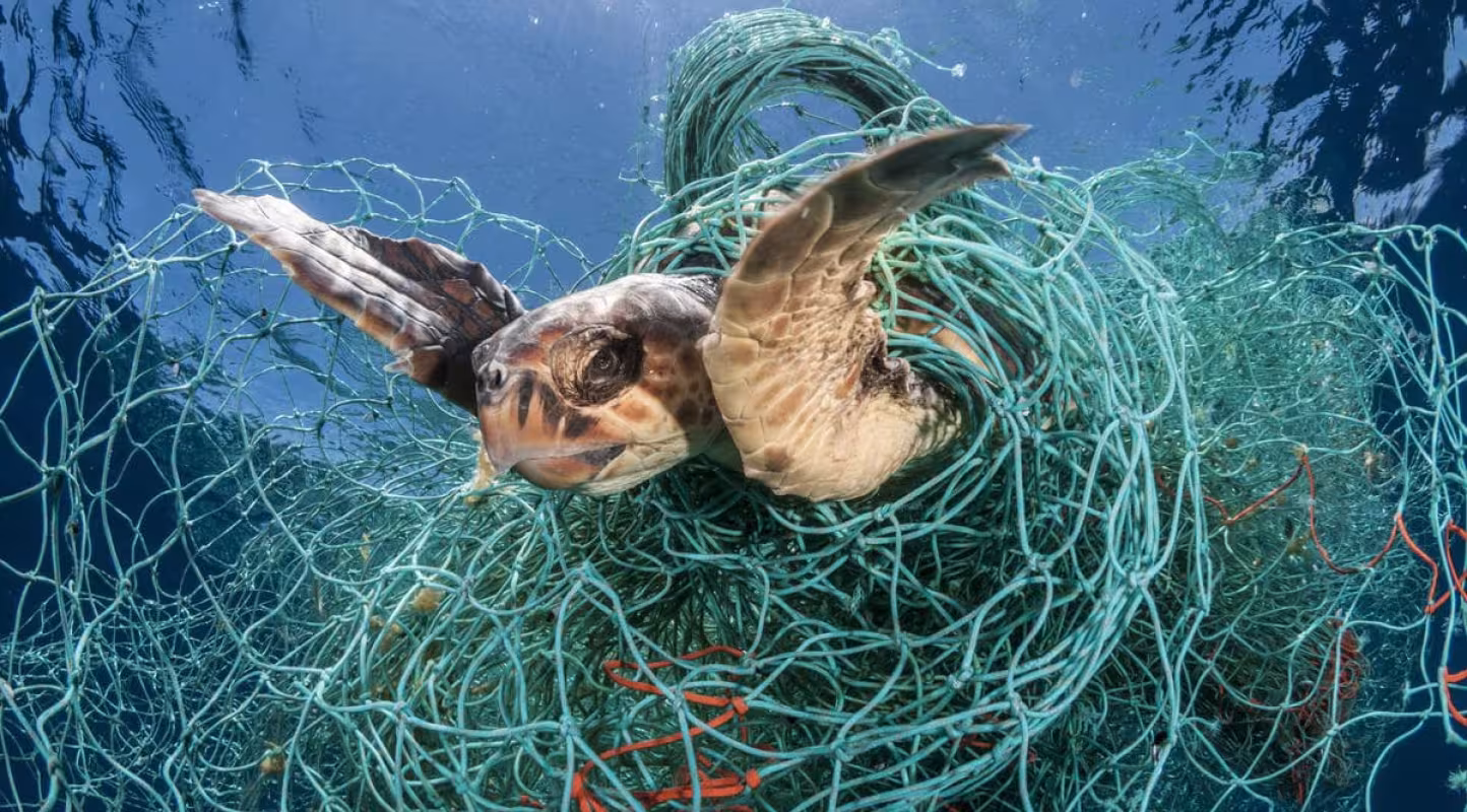 Le WWF France appelle l’Union européenne à protéger les tortues marines