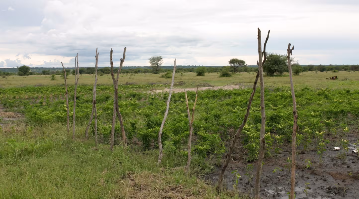 Le chili est utilisé pour la production de "Chilli bombs" et "Chilli fences" comme répulsifs des éléphants (Namibie). 