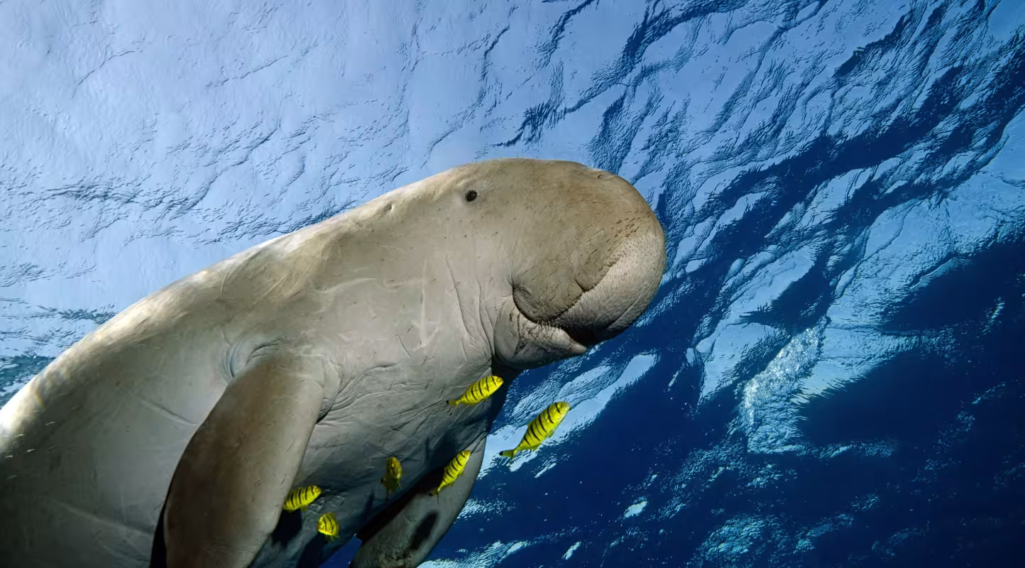 Dugong nageant dans la mer
