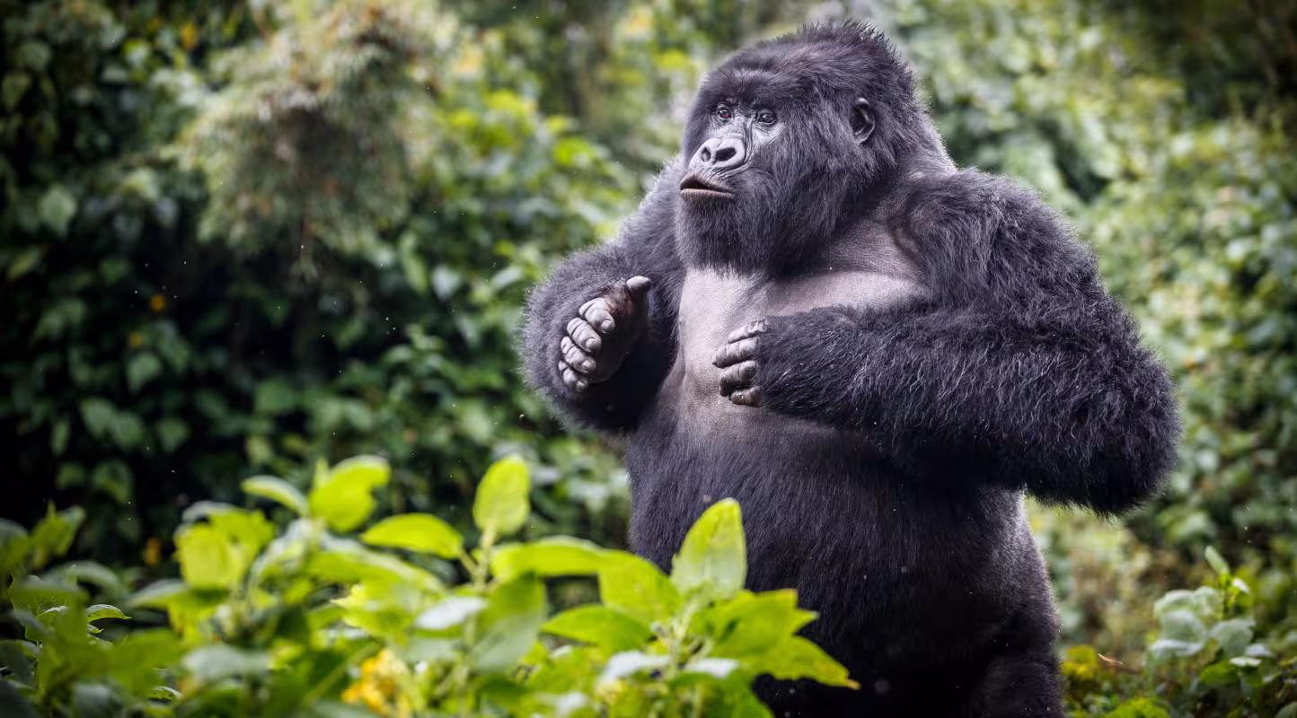 Gorille de montagne (Gorilla beringei beringei), jeune mâle.