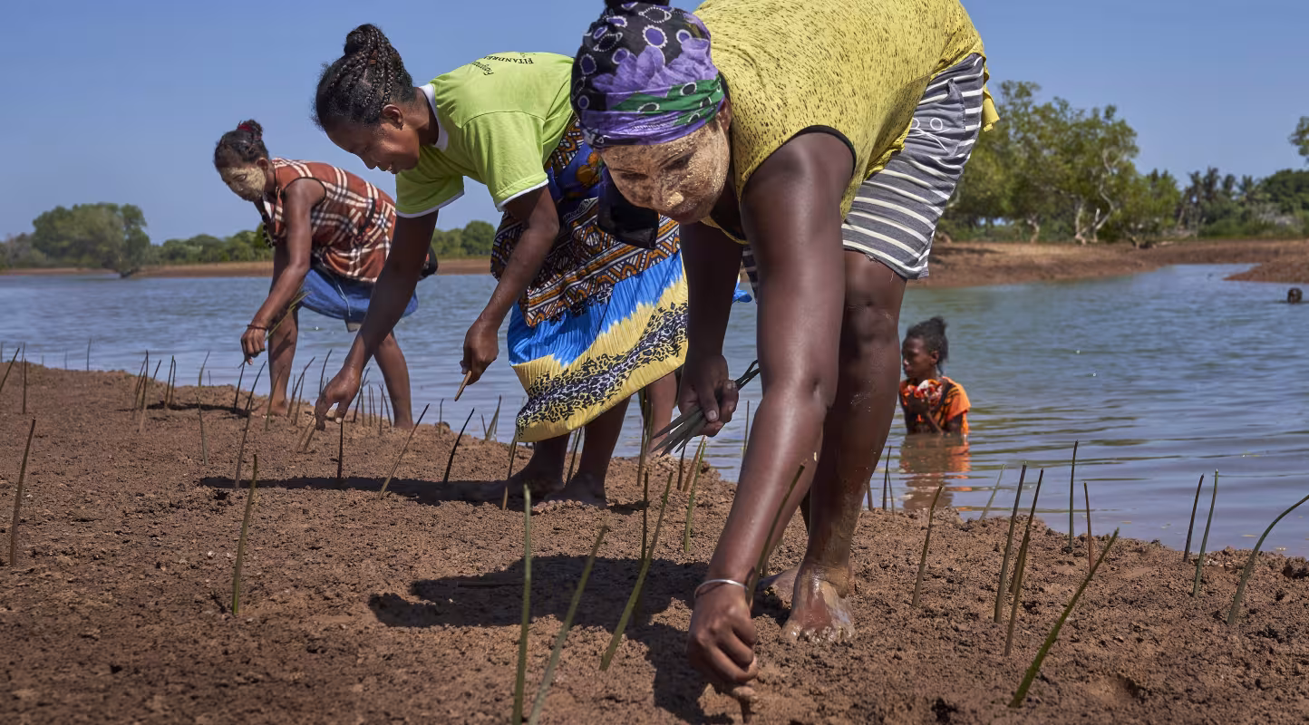 Des villageois malgaches replantent des propagules de mangrove pour les restaurer (Madagascar)