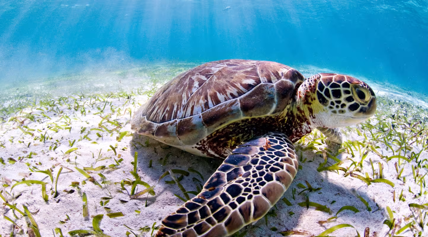 Tortue marine (Chelonia mydas) de Belize