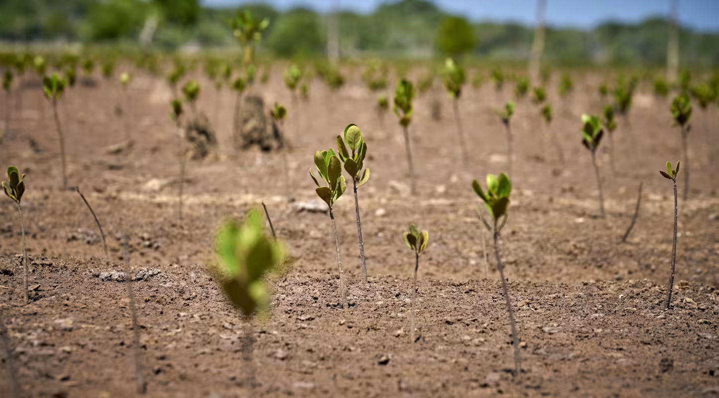 Champ de mangroves restaurées par des villageois malgaches (Madagascar)