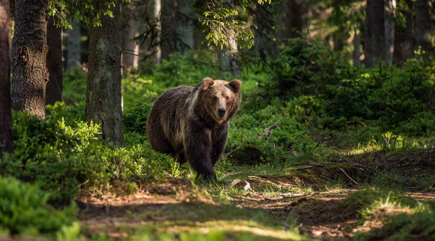 Ours brun (ursus arctos) qui a repéré le photographe dans la forêt