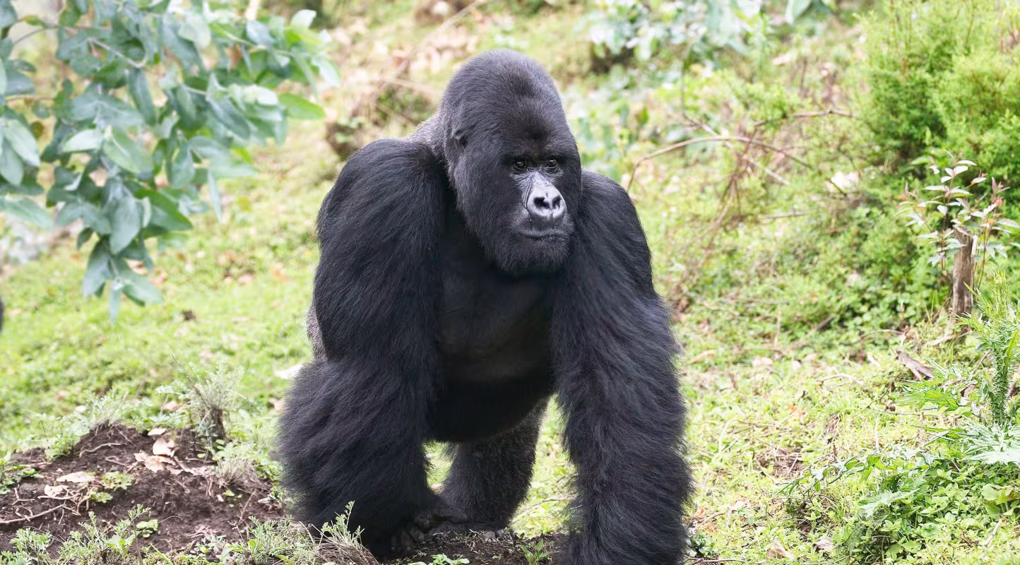 Gorille de montagne dans le Parc National des Volcans (Rwanda)