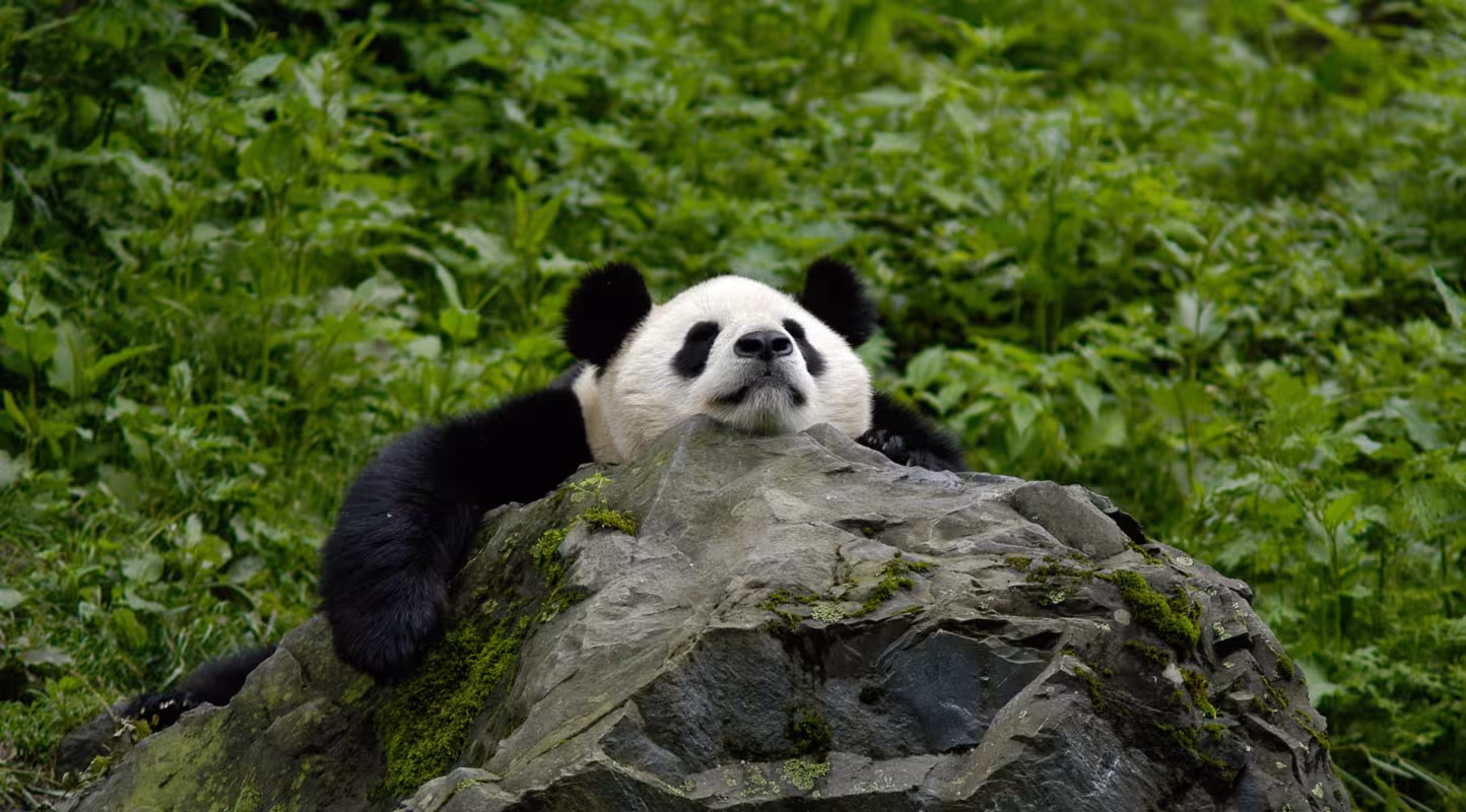Panda géant en train de dormir sur un rocher