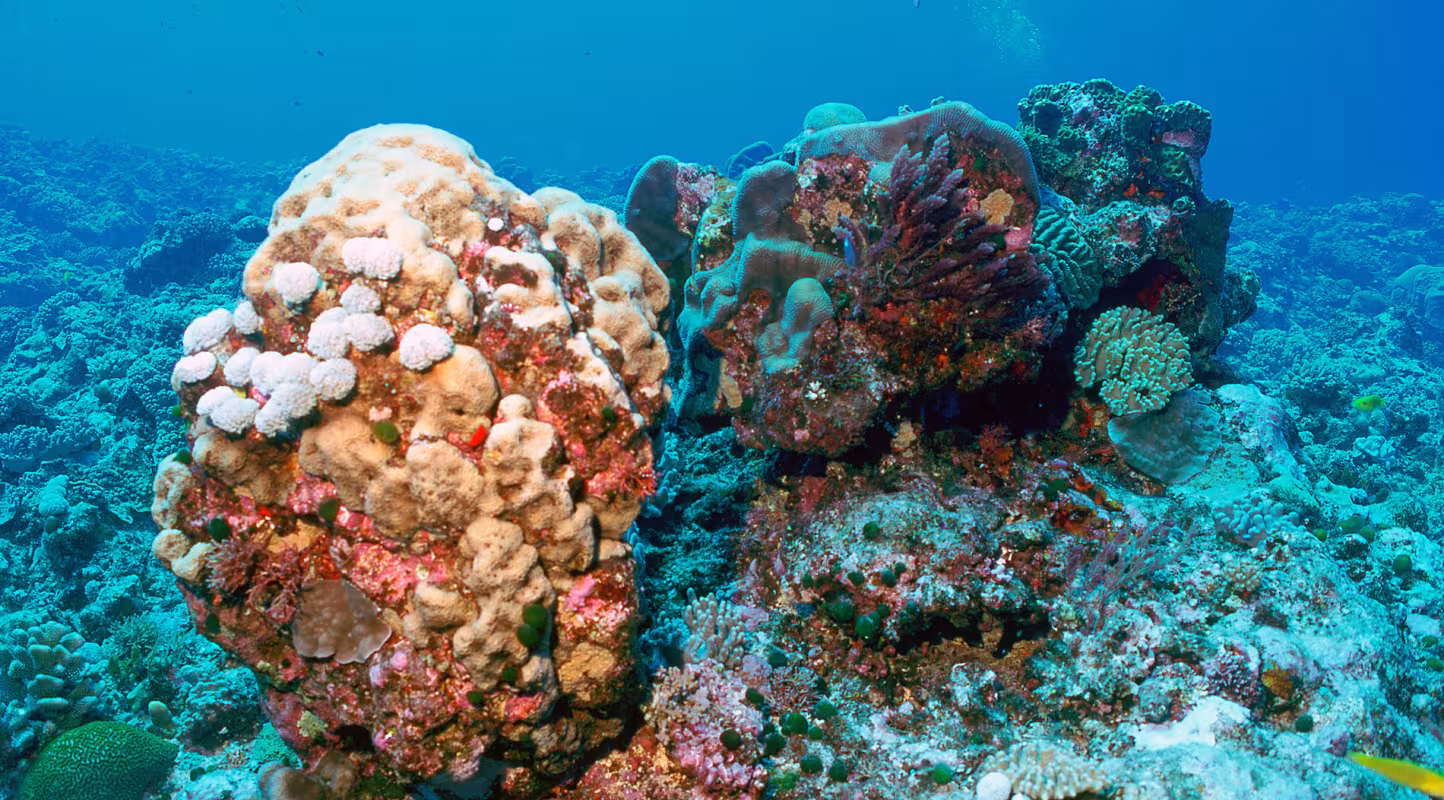 Coraux Nouvelle-Calédonie