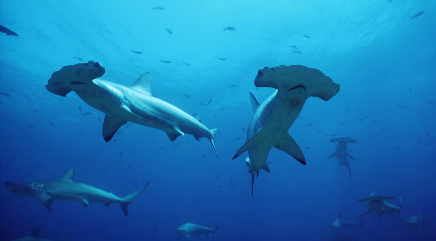 Couple de requin-marteau halicorne (Sphyrna lewini), Galapagos