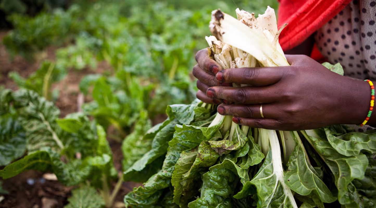 Femme récoltant ses légumes, qui ont poussé grâce à un système d'irrigation goutte à goutte, dans le cadre du programme du WWF Chemi Chemi Dry Land Women's Farming (Kenya)