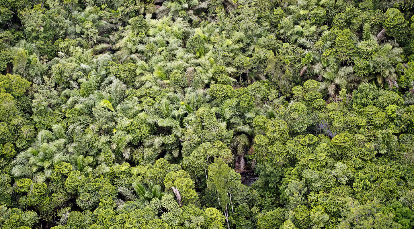 Vue aérienne de la canopée de la Réserve de Wonga Wongué (Gabon)