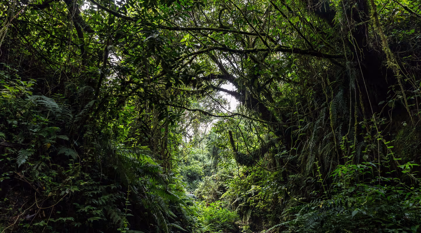 Parc national de Virunga (République démocratique du Congo)