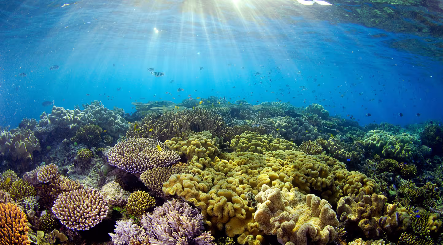 La lumière du jour illumine les coraux de la Grande barrière de corail, Queensland, Australie.