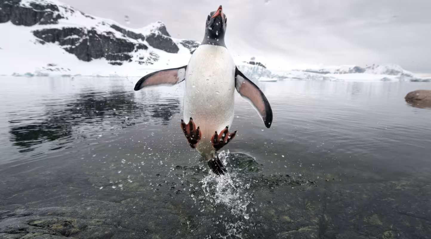 Manchot papou (Pygoscelis papua), Antarctique