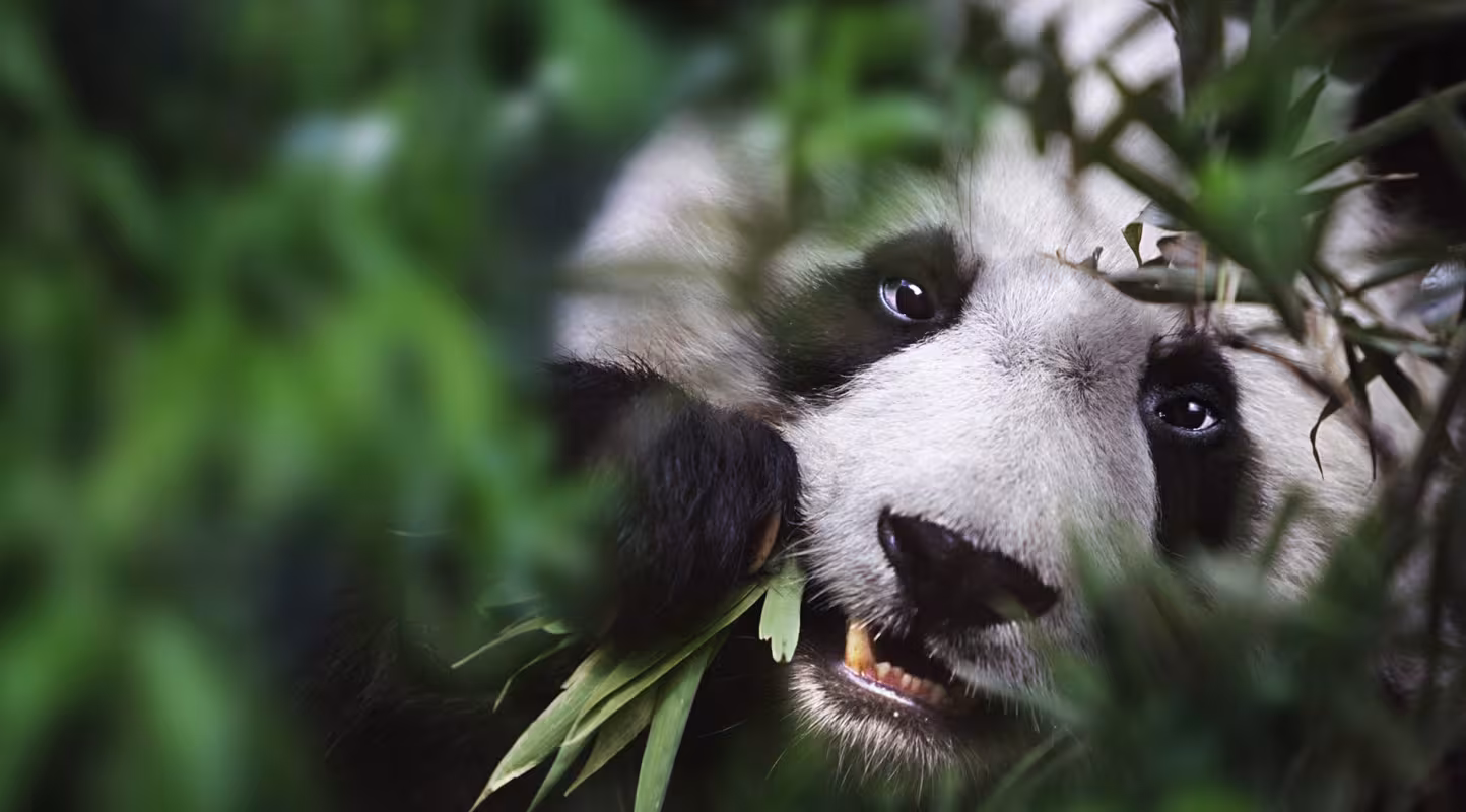 Panda géant en train de manger du bambou, Sichuan, Chine
