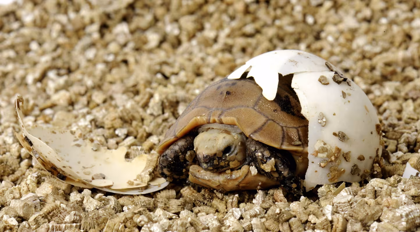 Naissance d'une Tortue à tête jaune (Indotestudo elongata) en Asie 