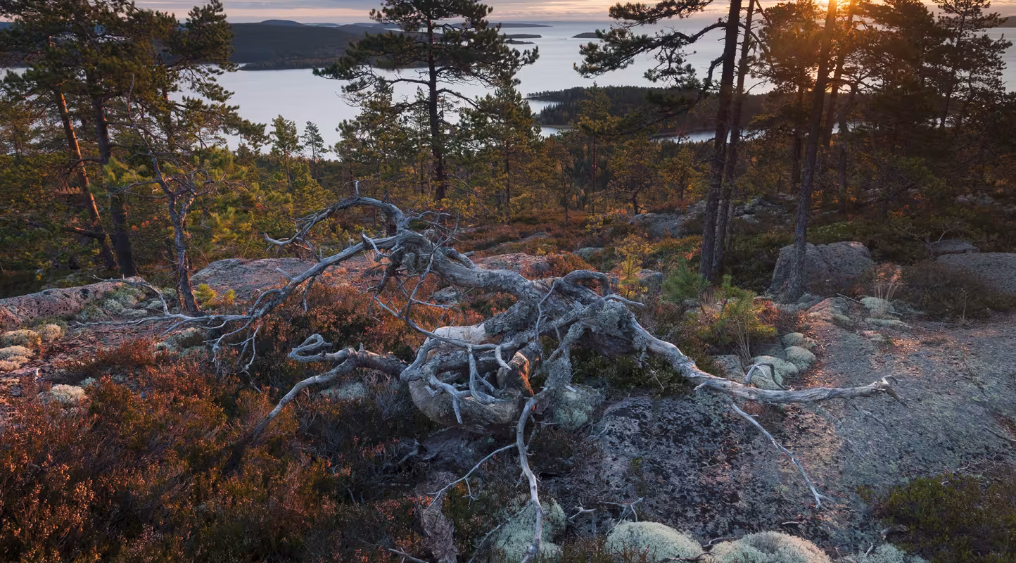 Golfe de Botnie (Suède)
