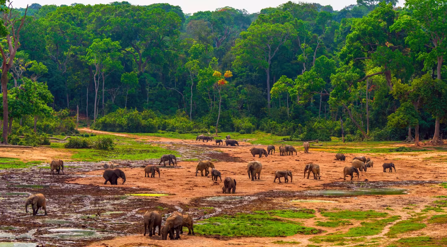 Elephants dans une zone déforestée - cover LPR 2024