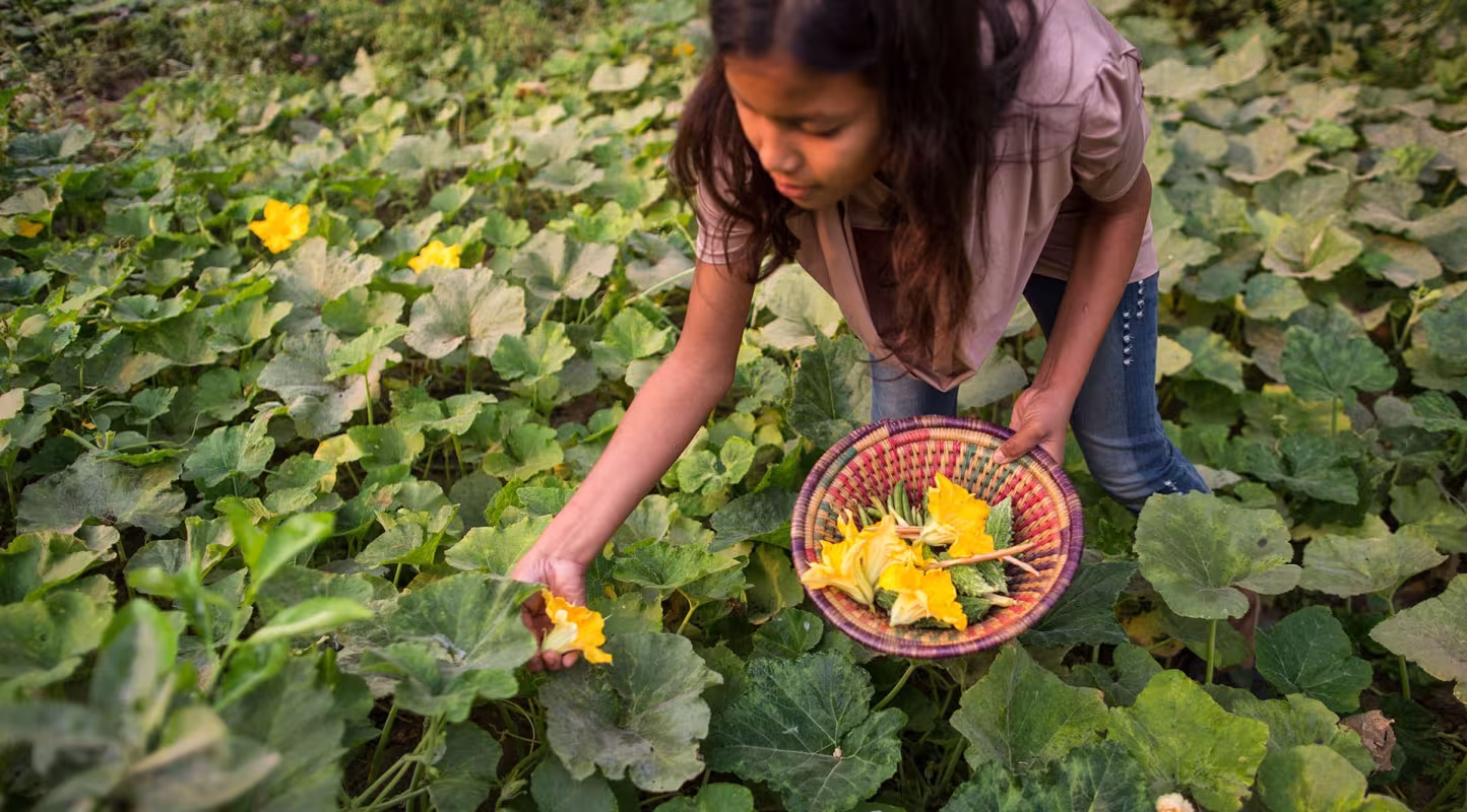 Une jeune népalaise récolte des légumes, Népal.