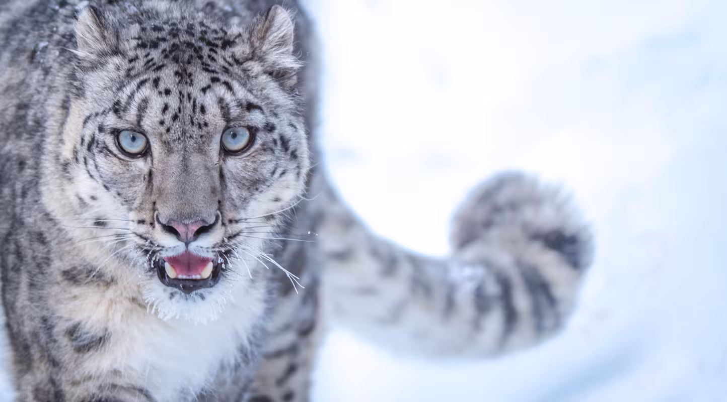 Panthère des neiges captive (Pakistan)