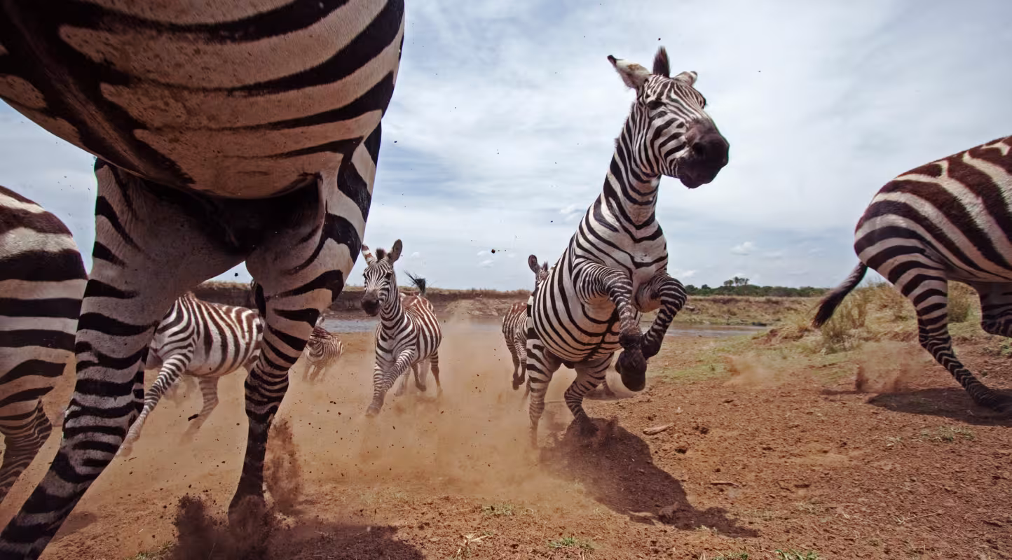 Troupeau de zèbres (Equus burchellii), dans la Réserve Nationale Masai Mara (Kenya)