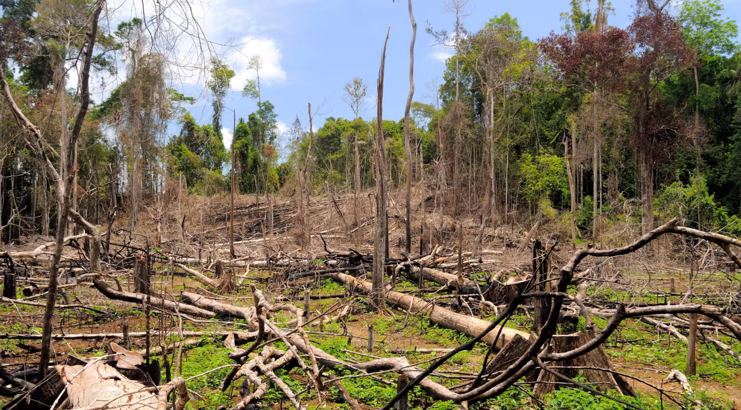 Forêt détruite dans la province de Riau, Sumatra (Indonésie)