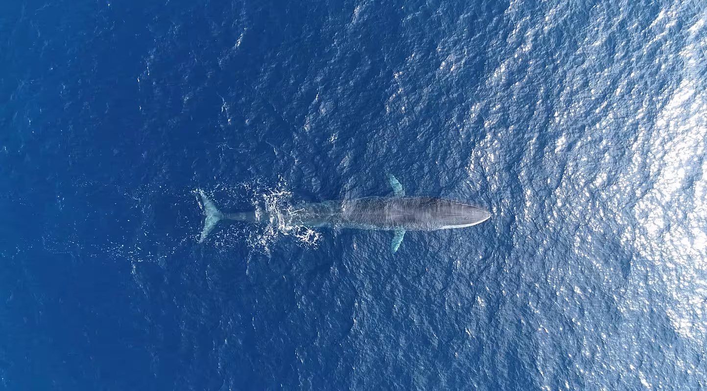 Vue aérienne d'un rorqual (Balaenoptera physalus) commun dans le Sanctuaire Pelagos, Méditerranée.