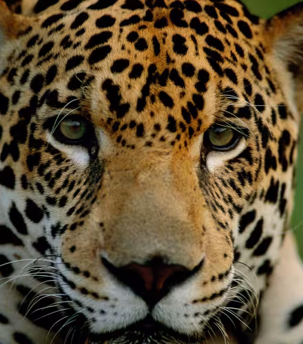 jaguar dans la région du Pantanal au Brésil