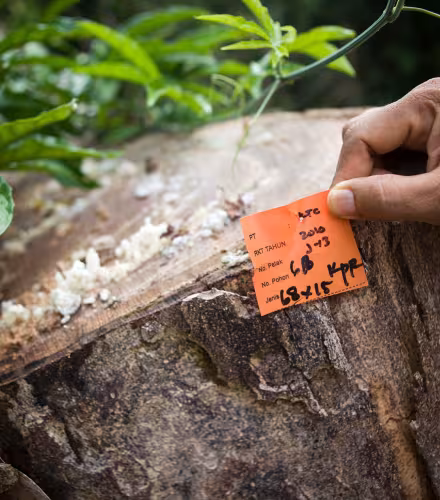 Etiquette montrant la date, l'espèce, diamètre et taille de l'arbre coupé, ainsi que l'entreprise gestionnaire, Kalimantan (Bornéo) oriental